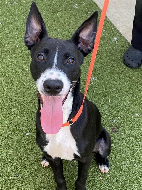 RUNT - Belgian Shepherd Malinois / Pit Bull Terrier for adoption in Fayetteville