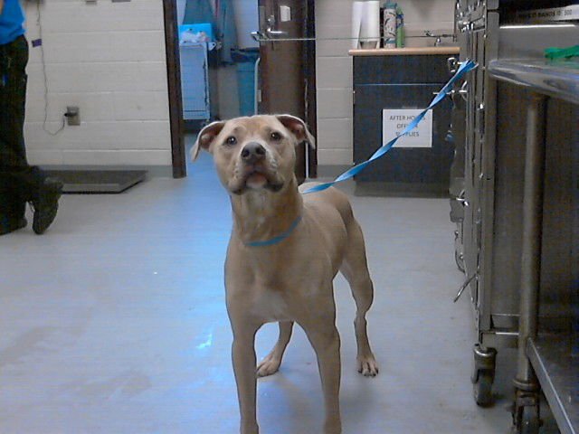 NEO - Labrador Retriever available for adoption