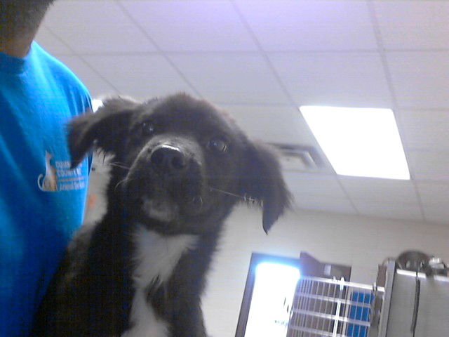 A428062 - Border Collie available for adoption