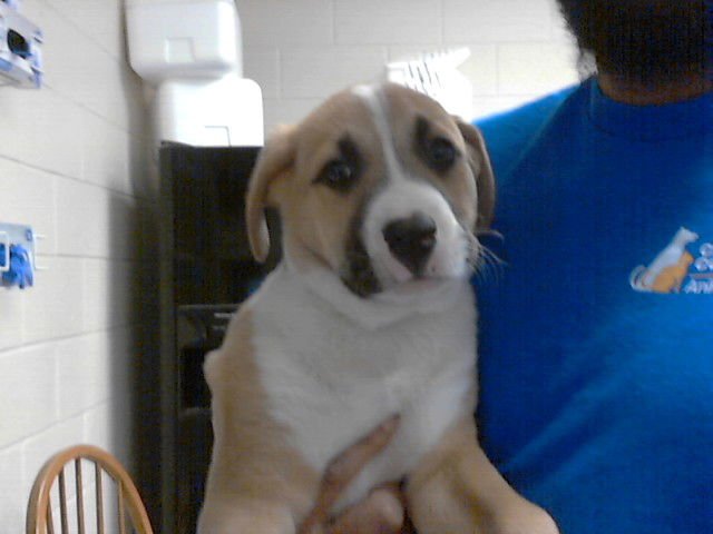 TARZAN - Great Pyrenees / Pit Bull Terrier available for adoption