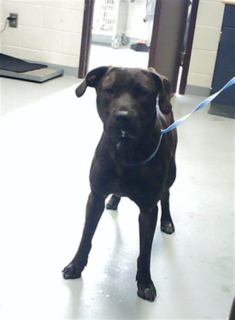 KYLE - Pit Bull Terrier available for adoption