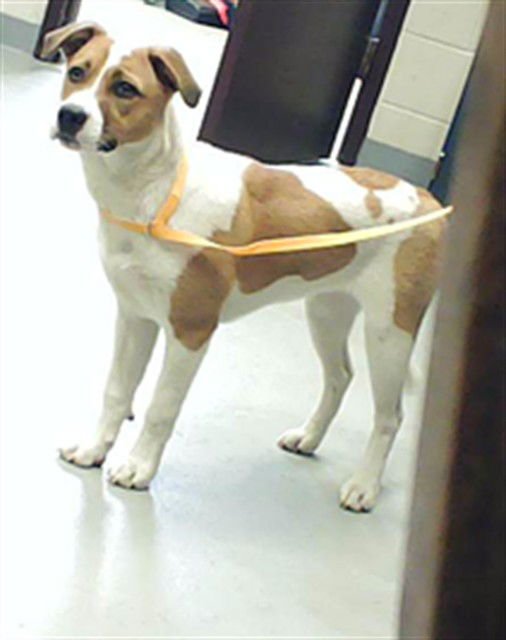 PARSNIP - Beagle available for adoption