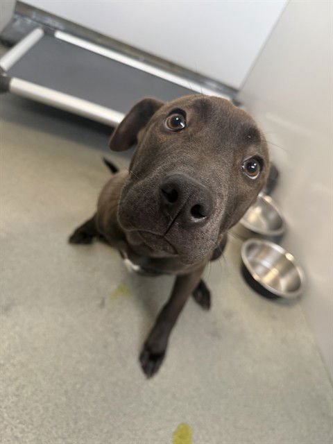 BEANIE BABY - Pit Bull Terrier available for adoption