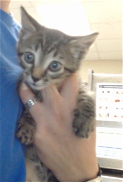 A434375 - Domestic Short Hair for adoption in Fayetteville