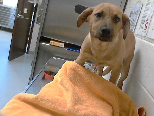 TOFU - Pit Bull Terrier available for adoption