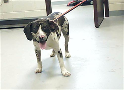 BRODY - Beagle available for adoption