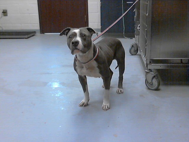 SERINITY - Pit Bull Terrier available for adoption