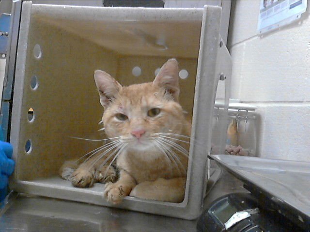 STINKY PETE - Domestic Short Hair available for adoption