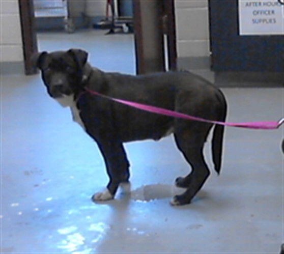 GALAPAGOS - Labrador Retriever available for adoption