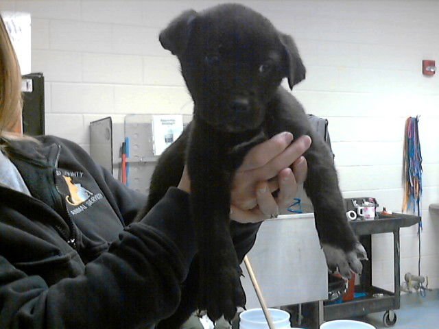 DOC - Pit Bull Terrier available for adoption