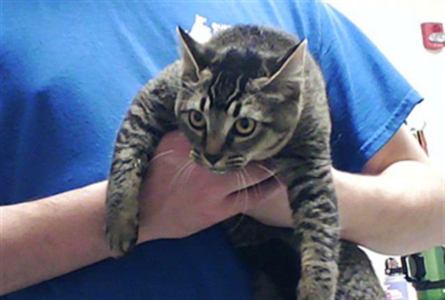 MIDNIGHT - Domestic Short Hair available for adoption