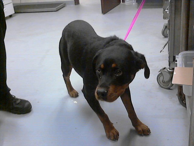 NAVI - Rottweiler available for adoption