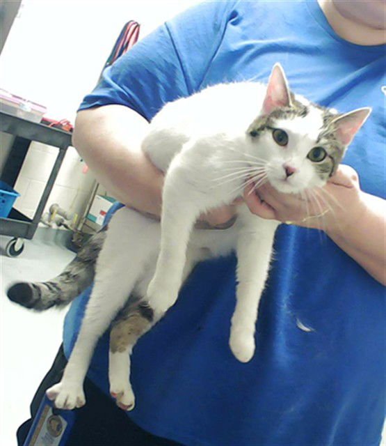 FLAMINGO - Domestic Short Hair available for adoption