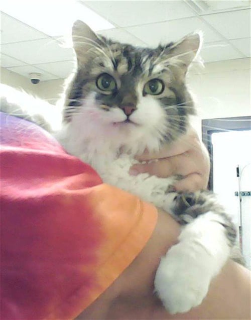 PEBBLES - Domestic Long Hair available for adoption
