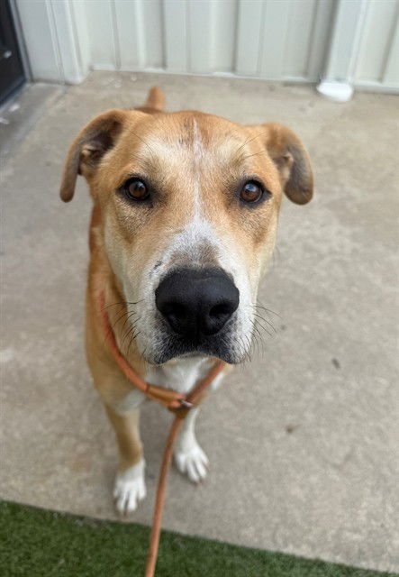 BROWNIE - Labrador Retriever available for adoption