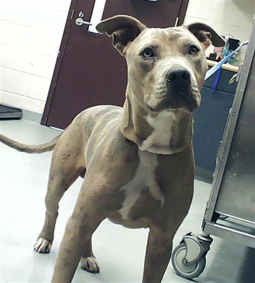 A429995 - Pit Bull Terrier available for adoption