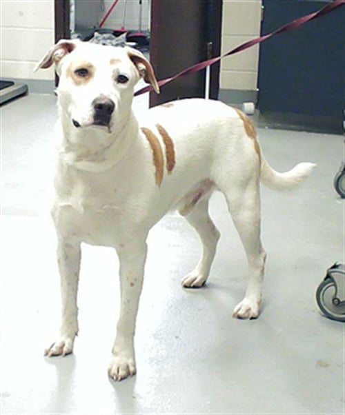 SUNDAE - Pit Bull Terrier available for adoption