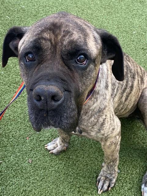 FOXY - Mastiff available for adoption