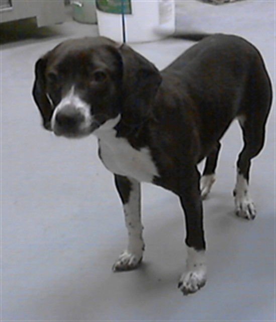 A427353 - Labrador Retriever available for adoption