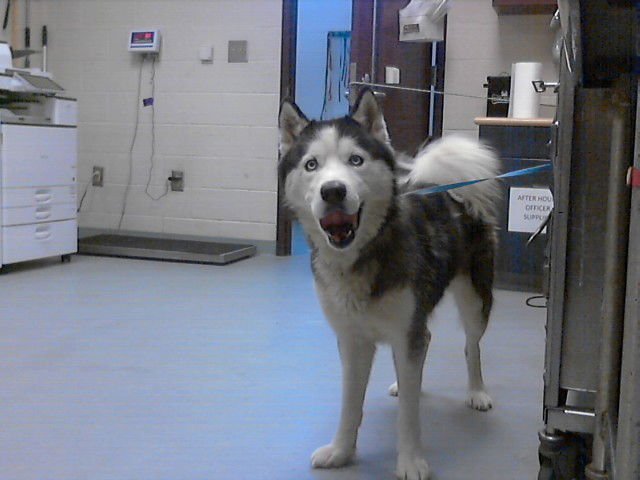 PORTER - Siberian Husky available for adoption