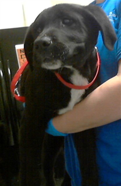 PUDDLES - Labrador Retriever available for adoption