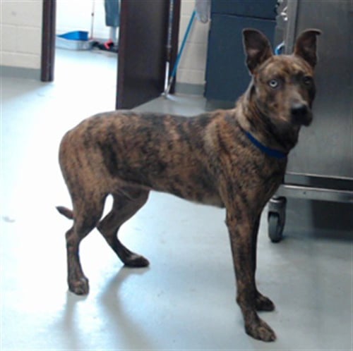 IRIDUM - German Shepherd Dog available for adoption