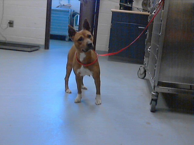 FELICITY - Pit Bull Terrier available for adoption