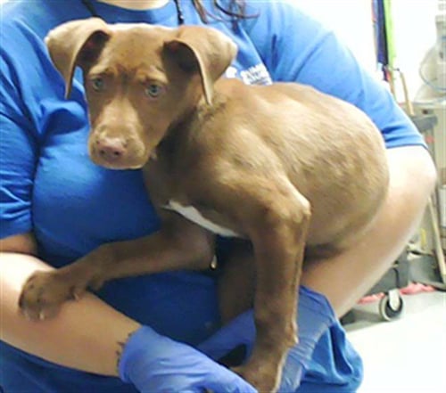 A429099 - Labrador Retriever available for adoption