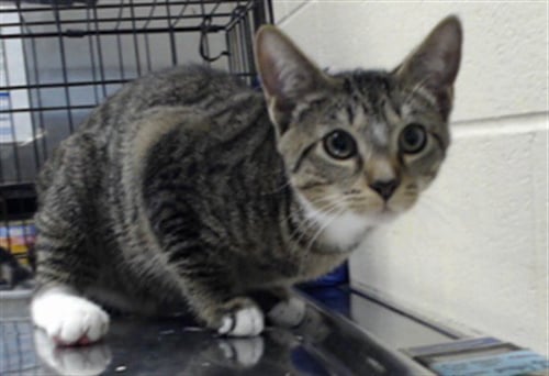 INDIGO - Domestic Short Hair available for adoption