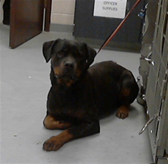 ALLIE - Rottweiler available for adoption