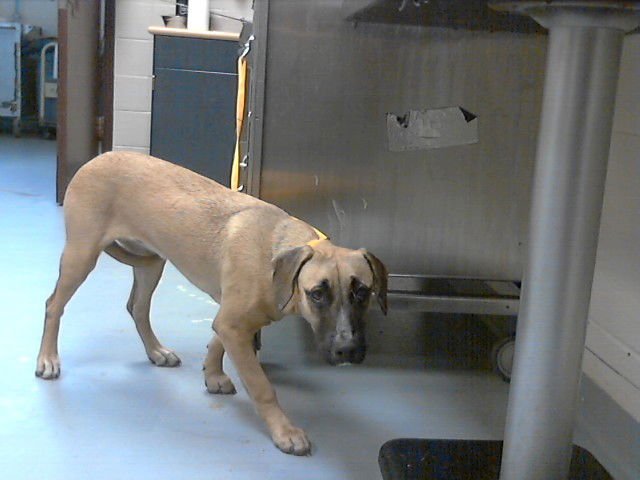 LITE BRITE - German Shepherd Dog available for adoption