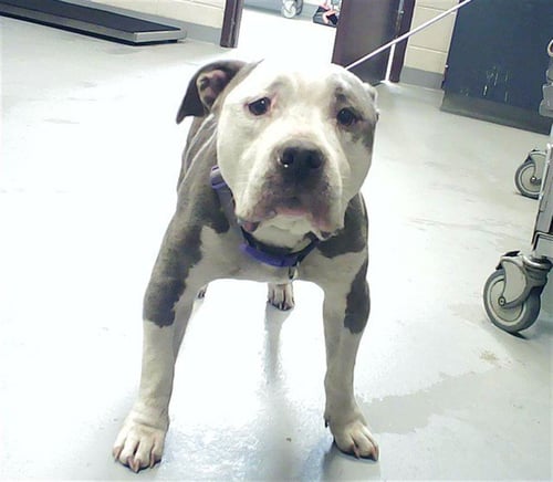 GNOCCHI - American Bulldog available for adoption