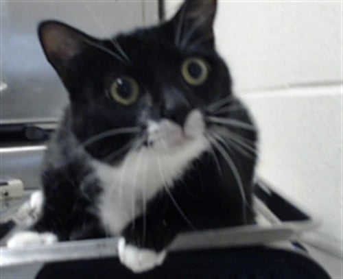 HANK - Domestic Short Hair available for adoption