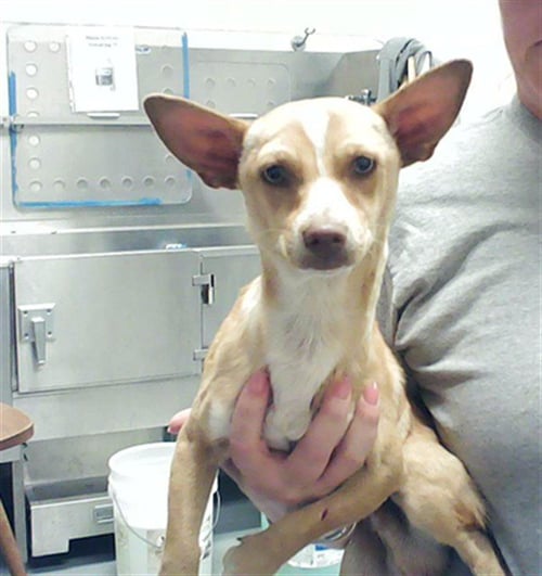 AFROMAN - Chihuahua available for adoption