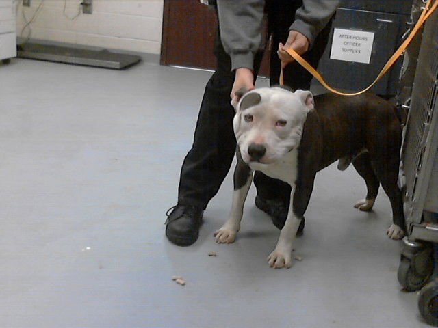 THANOS - Pit Bull Terrier available for adoption