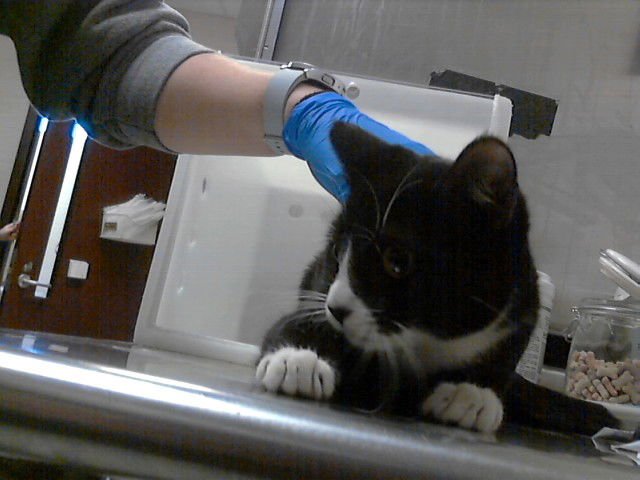 OREO - Domestic Short Hair available for adoption