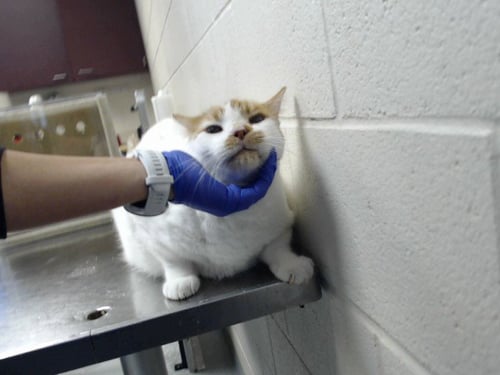 RICHARD - Domestic Short Hair available for adoption