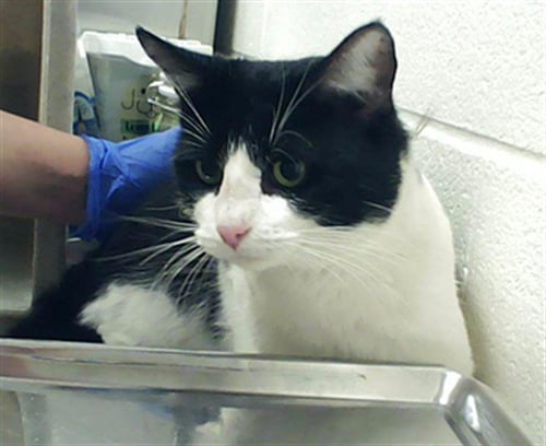 SWEETIE - Domestic Short Hair available for adoption