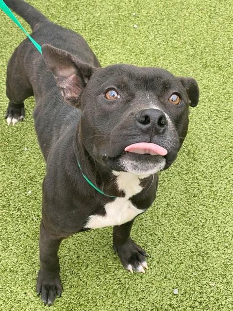 SIDEKICK - Labrador Retriever / Pit Bull Terrier available for adoption