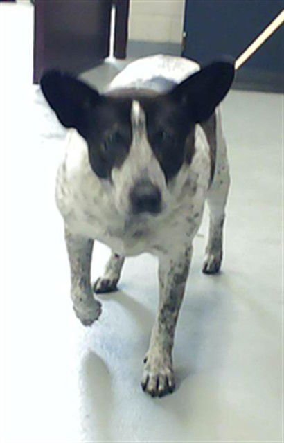 DUNCAN - Australian Cattle Dog/Blue Heeler available for adoption