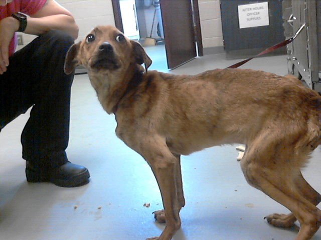 SWEET TART - Feist available for adoption