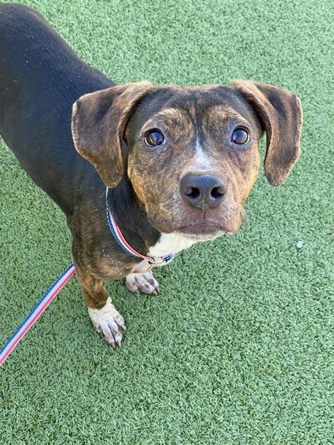 KATORRAH - Beagle available for adoption