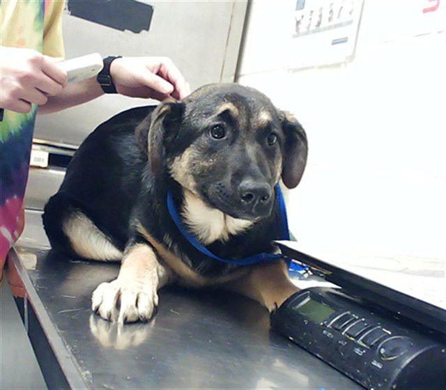 A428330 - German Shepherd Dog available for adoption