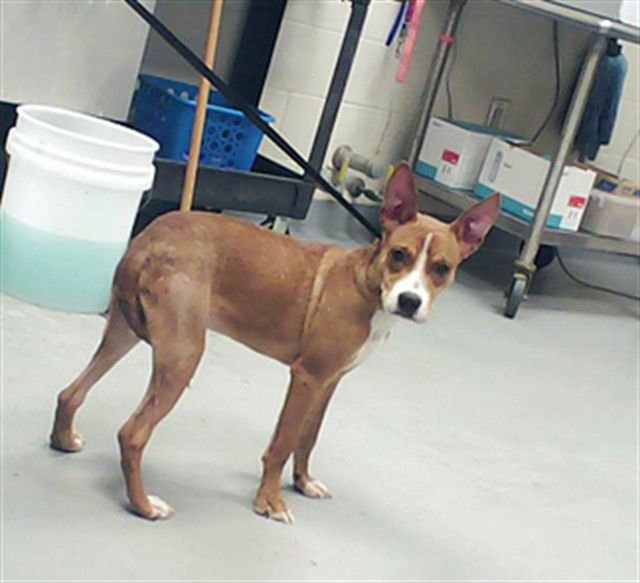 MAX - Pit Bull Terrier available for adoption