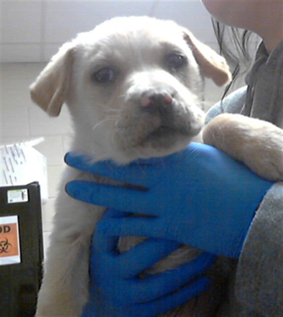 BABY BOP - Labrador Retriever available for adoption