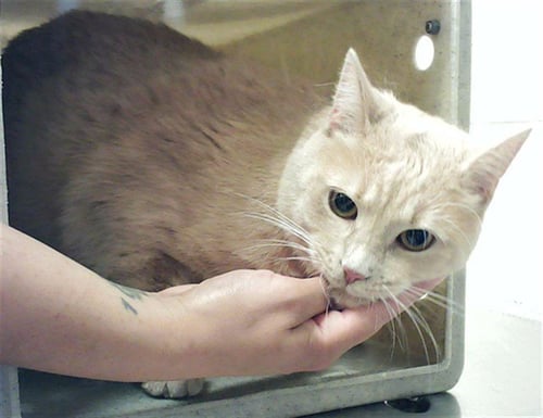 BONNY - Domestic Short Hair available for adoption