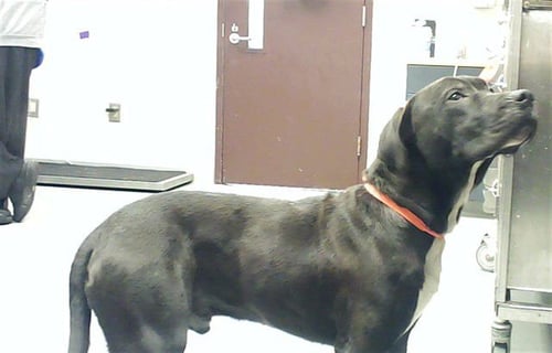 ERNIE - Pit Bull Terrier available for adoption