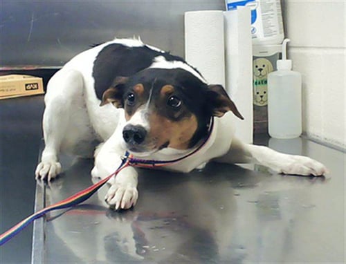 FAYE - Rat Terrier available for adoption