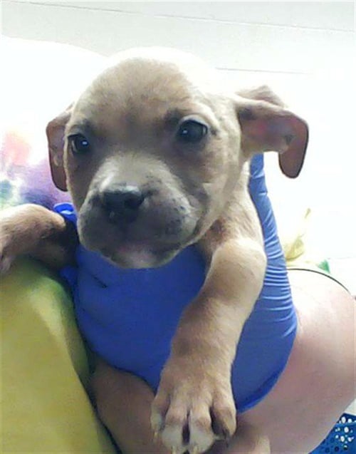 JIM - Pit Bull Terrier available for adoption