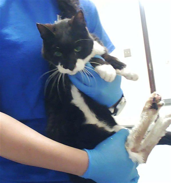 OLIVIA - Domestic Short Hair available for adoption